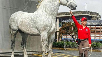 Ini adalah kuda yang sama dengan jarak waktu 5 tahun. Beberapa kuda terlahir hitam tapi perlahan berubah menjadi abu-abu. Foto: Brightside