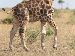 Potret Fenomena Langka yang Jarang Terjadi