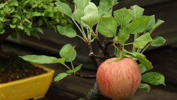 Apel berukuran biasa tumbuh di pohon apel bonsai kecil. Foto: Brightside