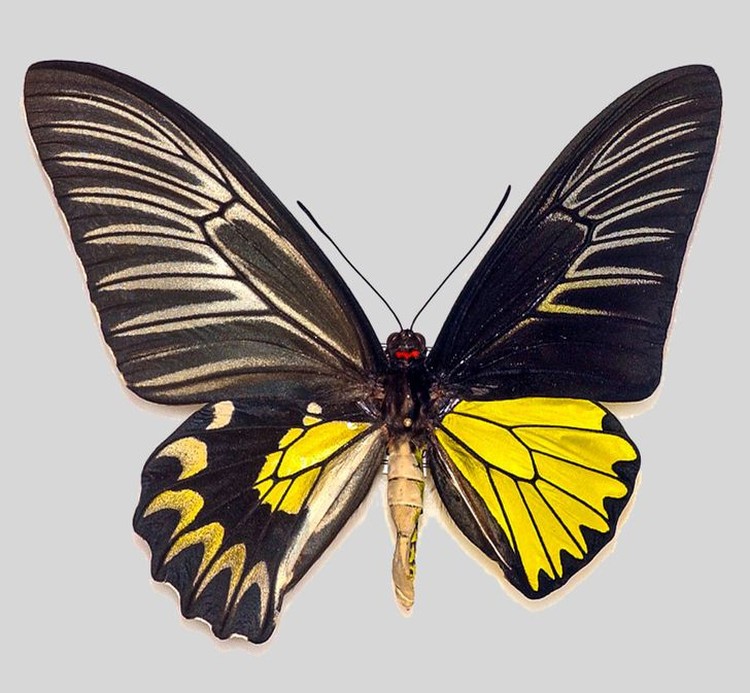 fotoinet fenomena alam langka