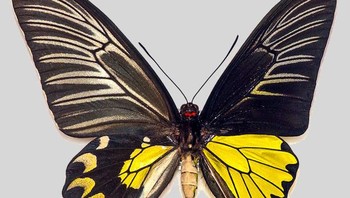 Kupu-kupu ini adalah gynandromorph. Bagian kiri tubuhnya berjenis kelamin betina dan bagian kanan berjenis kelamin jantan. Foto: Brightside