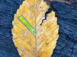 Potret Fenomena Langka yang Jarang Terjadi