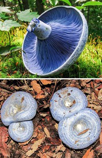fotoinet fenomena alam langka