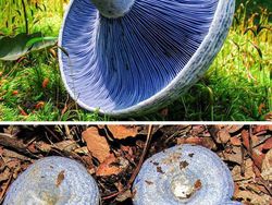 Potret Fenomena Langka yang Jarang Terjadi