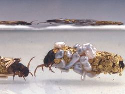 Potret Fenomena Langka yang Jarang Terjadi