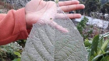  Es yang diawetkan dengan sempurna dengan menempel daun. Foto: Brightside