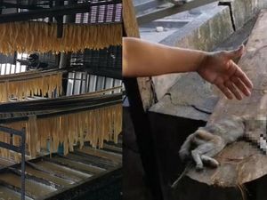 Jorok! Ada Bangkai Kucing dan Sarang Lalat di Pabrik Kembang Tahu Ini