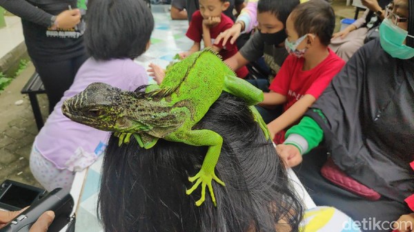 Selain ajang silaturahmi, kontes reptil itu sengaja digelar juga sebagai ajang edukasi ke sesama pecinta reptil. Bagi para peserta, kontes ini dimanfaatkan untuk saling berbagi ilmu dalam merawat reptil. (Moehammad Bakrie/detikTravel)