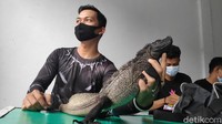 Ada 16 kategori yang dilombakan dalam kontes ini. Mulai dari leopard, salvator, colubrid, retic hingga Lizard. Sejumlah reptil yang ikut itu pun memiliki keunikan tersendiri, seperti warna dan ukurannya. (Moehammad Bakrie/detikTravel)