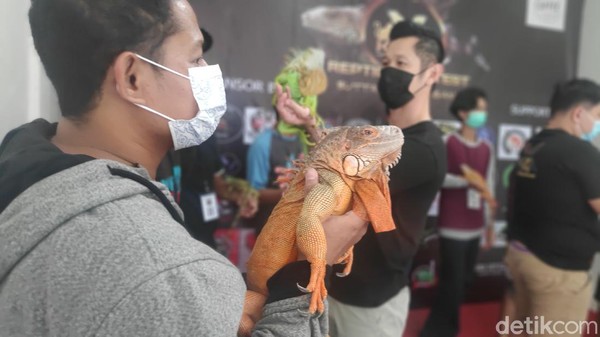 Inilah kontes reptil yang baru pertama kalinya digelar di Maros, Sulawesi Selatan. Antusiasme peserta yang ikut kontes ini sangat tinggi. Pesertanya banyak juga dari luar Sulawesi seperti Jakarta dan Bali. (Moehammad Bakrie/detikTravel)