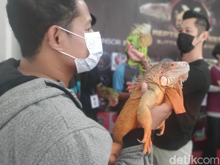 Foto: Serunya Kontes Reptil Pertama di Maros