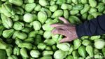 Labu Siam jadi Primadona Baru di Pasir Jambu Bandung