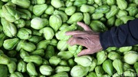 Labu siam merupakan salah satu komoditas hortikultura yang belakangan menjadi andalan sektor pertanian di Kabupaten Bandung. Meski posisi komoditas ini masih di bawah kopi, padi, jagung, dan tanaman hortikultura sejenisnya seperti cabai dan tomat, tetapi masyarakat Bandung saat ini banyak juga yang menanam dan menjual labu.