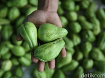 Simak! Ini Efek Samping Makan Labu Siam Berlebihan