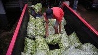 Dari lahan 100 tumbak itu sudah bisa menghasilkan sekitar 200-300 kilogram labu acar setiap kali panen.