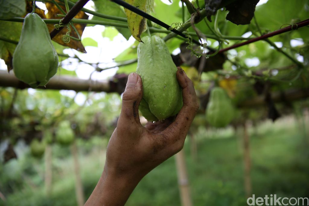 Labu siam atau labu acar kini banyak ditanam oleh petani di Desa Cukanggenteng, Kecamatan Pasir Jambu, kabupaten Bandung, Jawa Barat. Hal itu karena harga labu siam sedang tinggi.