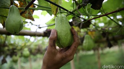 Labu Siam jadi Primadona Baru di Pasir Jambu Bandung