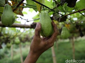 Labu Siam Baby Lebih Untungkan Petani, Cepat Panen dan Lebih Mahal