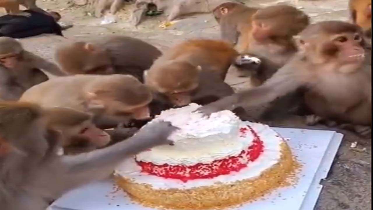 Lebih Sopan dari Manusia, Kawanan Monyet Ini Makan Kue dengan Sopan