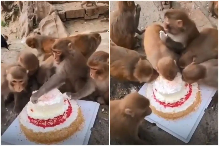 Lebih Sopan dari Manusia, Kawanan Monyet Ini Makan Kue dengan Sopan