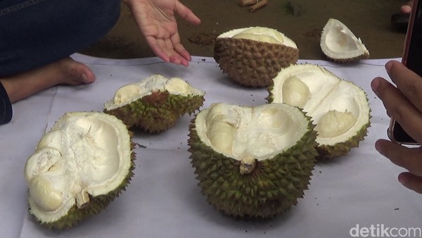 Menariknya, wisatawan juga bisa memilih langsung buah durian dari pohon. Karena, area obyek wisata Curug Pitu ini merupakan sentra buah durian di Banjarnegara. Menariknya, wisatawan juga bisa memilih langsung buah durian dari pohon. Karena, area obyek wisata Curug Pitu ini merupakan sentra buah durian di Banjarnegara.