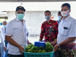 Potensi Melimpah, NTB Kembangkan Budi Daya Lobster & Rumput Laut