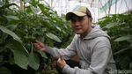 Petani Muda di Bandung Beromzet Puluhan Juta dari Jual Sayuran