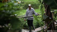 Dede yang juga ketua gabungan kelompok tani (Gapoktan) Regge Generation yang terdiri dari 2.100 anggota tersebut mengelola lahan kurang lebih 350 hektare.
