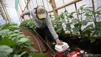 Menurut Dede Regge, panggilan akrabnya, bergelut di usaha sayuran bukan berarti tak punya resiko. Bukan sekali dua kali ia pernah merugi karena sayurannya tak laku. Ia bahkan mengatakan rugi tersebut sudah menjadi kebiasaan.