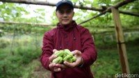 Lebih lanjut Dede menjelaskan pandemi sempat berpengaruh kepada produksi para petani. Misalnya dari komoditas labu yang berkurang karena sempat anjlok harganya saat pemberlakuan PSBB tahap 2 yang diterapkan di beberapa daerah tujuan.