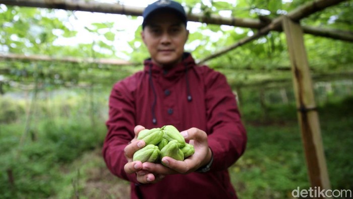 Banyak anak muda yang menganggap jadi petani itu kotor dan kurang menghasilkan. Hal itu ditepis Dede Koswara (32), petani muda Bandung dengan omzet puluhan juta.