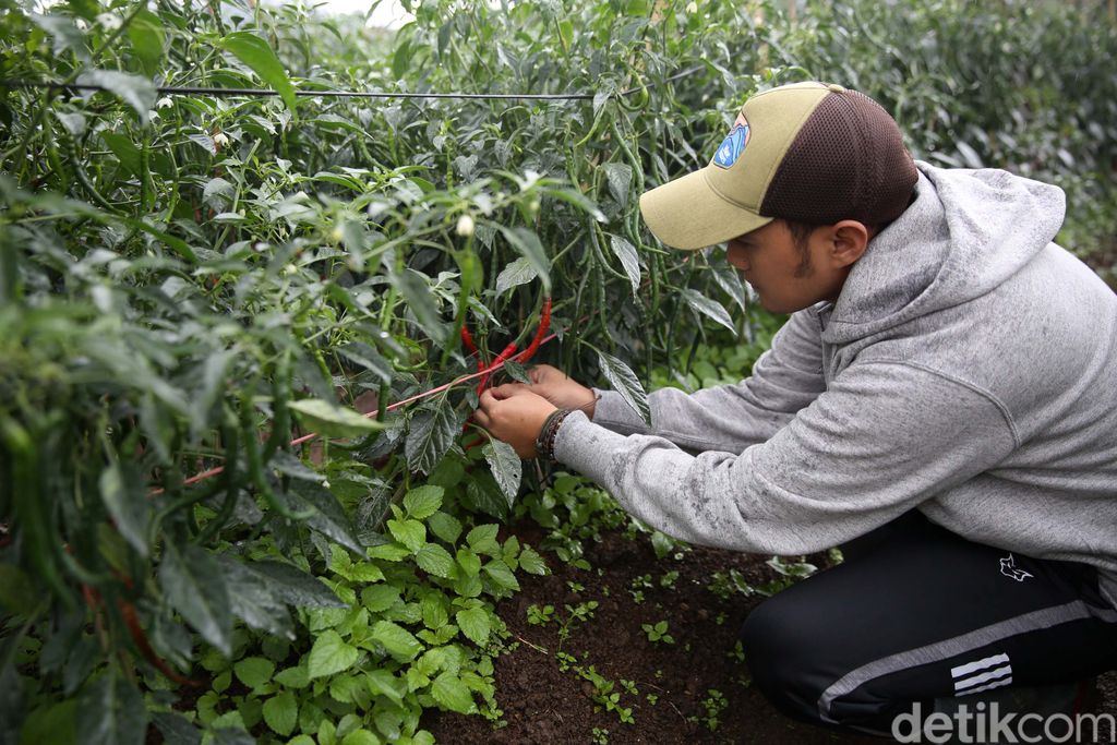 Banyak anak muda yang menganggap jadi petani itu kotor dan kurang menghasilkan. Hal itu ditepis Dede Koswara (32), petani muda Bandung dengan omzet puluhan juta.