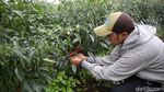 Petani Muda di Bandung Beromzet Puluhan Juta dari Jual Sayuran