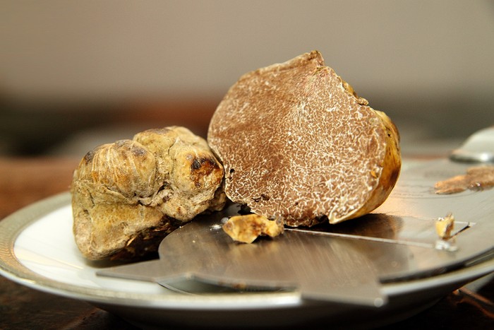 Prancis Berhasil Budidayakan Jamur White Truffle yang Berharga Fantastis