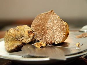 Prancis Berhasil Budidayakan Jamur White Truffle yang Berharga Fantastis