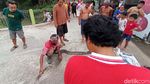 Ular Piton Pemangsa Ayam Warga Karanganyar Ditangkap