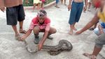Ular Piton Pemangsa Ayam Warga Karanganyar Ditangkap