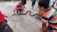 Usai ditangkap, ular tersebut kemudian dijual. Warga mengaku terpaksa menjual ular tersebut karena takut dan tidak memiliki kandang yang memadai untuk ular piton tersebut.