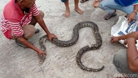 Ular piton sepanjang 3 meter ditangkap beramai-ramai oleh warga Dukuh Daleman, Desa Ngrigo, Kecamatan Jaten, Karanganyar, Jawa Tengah, Sabtu (20/2/2021).