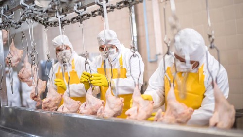 Group of people working at a chicken factory doing quality control
