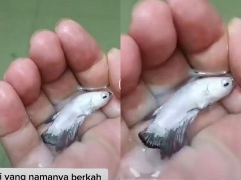 Viral pria yang menemukan ikan cupang saat banjir.