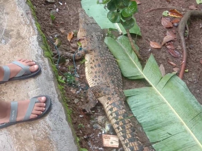 Buaya di Sumsel Ditembak Mati Warga. Foto kiriman dari warga
