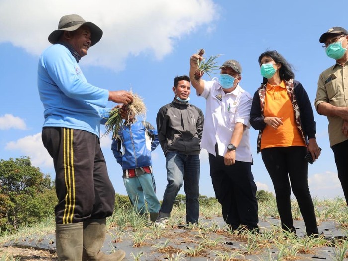 Food estate di Sumut