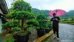 Foto: Kebun Anggur Brasil, Tapi Kok di Majalengka