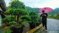 Rata-rata sebagian besar warga di Desa Teja bekerja sebagai petani bibit tanaman. Apabila tengah berkunjung ke Majalengka, mungkin bisa sekalian mampir ke Kebun Anggur Brasil ini.