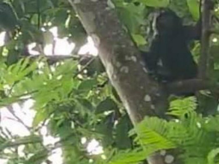 Lutung penghuni Gunung Sawal turun ke perkebunan warga di Ciamis.