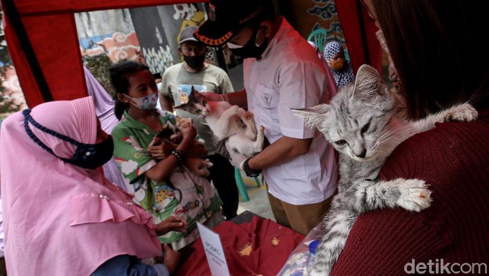 Pemeriksaan Kesehatan Gratis untuk Hewan Terdampak Banjir Jakarta Dinas Ketahanan Pangan, Kelautan dan Pertanian (KPKP) DKI Jakarta adakan pemeriksaan kesehatan gratis bagi hewan peliharaan yang terdampak banjir di Tebet.