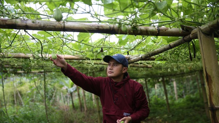 Petani Muda di Bandung Beromzet Puluhan Juta dari Jual Sayuran