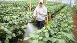 Petani Muda di Bandung Beromzet Puluhan Juta dari Jual Sayuran