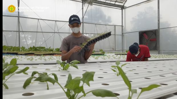 Punya Kebun Hidroponik, Wanita Ini Ajak Para Korban PHK Jadi Petani